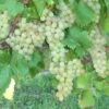 Vigne Chasselas Doré -Promos Feullisia Magasin Vigne Chasselas doree 42860 1