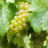 Vigne Riesling - Vitis Vinifera -Promos Feullisia Magasin Vigne Riesling 86453 1