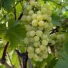 Vigne Fanny -Promos Feullisia Magasin Vigne Vitis vinifera Fanny copyright 1005262 1