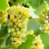 Vigne Ora -Promos Feullisia Magasin Vigne Vitis vinifera Ora copyright 1010531 1