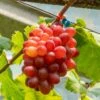Vigne De Table Crimson Seedless - Vitis Vinifera -Promos Feullisia Magasin Vigne de table Crimson Seedless Vitis vinifera copyright 182751 1