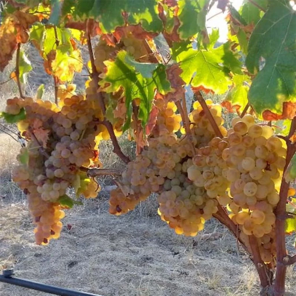 Vigne Sans Pépin Aperina Rossa 3 Vigne Sans Pépin Aperina Rossa