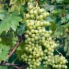 Vigne Evita -Promos Feullisia Magasin Vitis vinifera Evita copyright 1006031 1