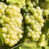 Vigne Lakemont -Promos Feullisia Magasin Vitis vinifera Lakemont copyright 1006071 1