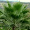 Washingtonia Robusta - Palmier Du Mexique 1 Washingtonia Robusta - Palmier Du Mexique -Promos Feullisia Magasin Washingtonia robusta 82235 1