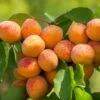 Abricotier Nain Fruit Me Apricot Me Pending 2 Abricotier Nain Fruit Me Apricot Me Pending -Promos Feullisia Magasin abricotier nain fruit me apricot me pending copyright 18647 1