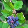 Amelanchier Alnifolia Saskatoon Berry -Promos Feullisia Magasin amelanchier alnifolia saskatoon berry 85479 1