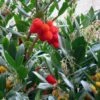 Arbutus Unedo - Arbousier -Promos Feullisia Magasin arbutus unedo 781557 5
