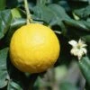Bergamote - Citrus Bergamia -Promos Feullisia Magasin bergamotto citrus bergamia