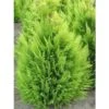 Chamaecyparis Lawsoniana Alumigold - Cyprès De Lawson -Promos Feullisia Magasin chamaecyparis lawsoniana alumigold 1004442 1
