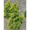 Chamaecyparis Obtusa Rashahiba - Faux Cyprès Hinoki Du Japon -Promos Feullisia Magasin chamaecyparis obtusa rashahiba 1002462 1