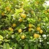 Citronnier Des 4 Saisons - Citrus Limon -Promos Feullisia Magasin citronnier 4 saisons1