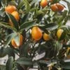 Citrus Kucle - Kumquatine -Promos Feullisia Magasin citrus kucle 87029 2