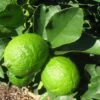 Grand Citron Vert - Citrus Latifolia -Promos Feullisia Magasin citrus latifolia 16217 1
