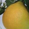 Citronnier - Citrus Limon Adamo -Promos Feullisia Magasin citrus limon adamo 87036 1