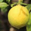 Citronnier - Citrus Limon Cerza -Promos Feullisia Magasin citrus limon cerza
