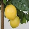 Citronnier - Citrus Limon Lemox -Promos Feullisia Magasin citrus limon lemox 87039 1