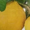 Citrus Lipo - Citrus Limon X Citrus Paradisi 1 Citrus Lipo - Citrus Limon X Citrus Paradisi -Promos Feullisia Magasin citrus lipo citrus limon x citrus paradisi 87040 1
