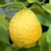 Citrus Medica Maxima - Cédrat Maxima -Promos Feullisia Magasin citrus medica maxima copyright 17296 1