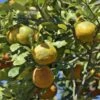 Citron Rouge - Citrus Volkameriana Ou Rangpur -Promos Feullisia Magasin citrus rangpur volkameriana