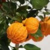 Oranger Corrugata - Citrus Sinensis X Aurantium 1 Oranger Corrugata - Citrus Sinensis X Aurantium -Promos Feullisia Magasin citrus sinensis x aurantium 87044 4