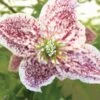 Clématite - Clematis Cirrhosa Freckles 1 Clématite - Clematis Cirrhosa Freckles -Promos Feullisia Magasin clematis cirrhosa freckles 771570 1