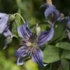 Clématite - Clematis Saphyra Indigo -Promos Feullisia Magasin clematis saphyra indigo 681391 1