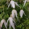 Clématite - Clematis Macropetala Broughton Bride -Promos Feullisia Magasin clematite Broughton Bride 681486 1