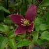 Clématite - Clematis Cirrhosa Lansdowne Gem -Promos Feullisia Magasin clematite cirrhosa lansdown gem 681367 1
