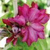 Clématite - Clematis Kaen -Promos Feullisia Magasin clematite kakio 67863 1