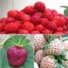 Collection De 3 Fraisiers Framberry, Cherry Berry, Pineberry -Promos Feullisia Magasin collection de 3 fraisiers framberry cherryberry pineberry 86128 1