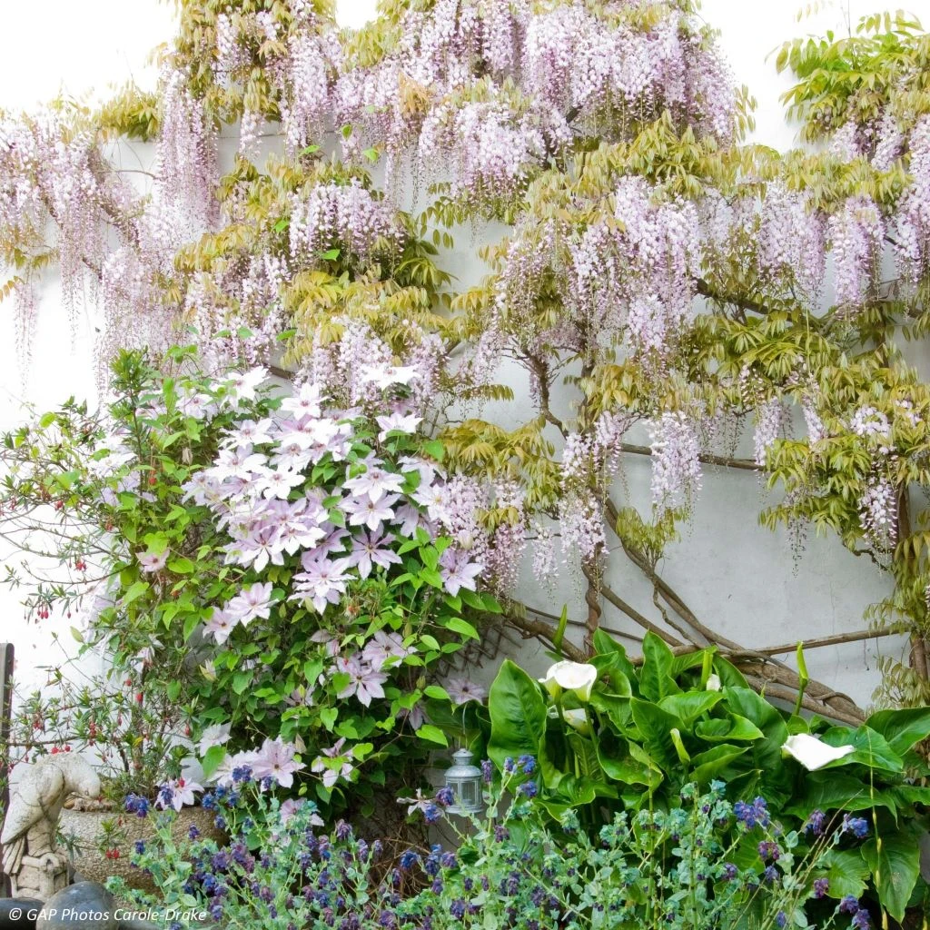 Duo Douceur - Clématite Nelly Moser Et Glycine De Chine Rose 3 Duo Douceur - Clématite Nelly Moser Et Glycine De Chine Rose