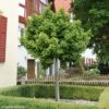 Arbre Aux 40 écus - Ginkgo Biloba Globus 2 Arbre Aux 40 écus - Ginkgo Biloba Globus -Promos Feullisia Magasin ginkgo biloba globus 100628 1