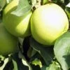 Pommier Golden Delicious - Palmette Simple U 2 Pommier Golden Delicious - Palmette Simple U -Promos Feullisia Magasin image 149