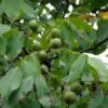 Noyer Commun - Juglans Regia Fernor -Promos Feullisia Magasin juglans regia fernor 100368 1