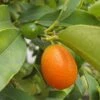 Kumquat Fukushu Ou Jiangsu - Fortunella Obovata -Promos Feullisia Magasin kumquat fukushu ou jiangsu fortunella obovata 87033 1