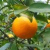 Oranger - Citrus Sinensis - Agrumes -Promos Feullisia Magasin oranger