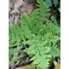 Dryopteris Dilatata Crispa Whiteside - Fougère -Promos Feullisia Magasin polystic dilate crispa whiteside 8084