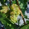 Vigne Muscat Champion -Promos Feullisia Magasin vigne vitis Muscat blanc 771563 1