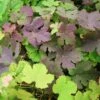 Vigne D'ornement - Vitis Vinifera Purpurea -Promos Feullisia Magasin vitis vinifera purpurea 681477 1