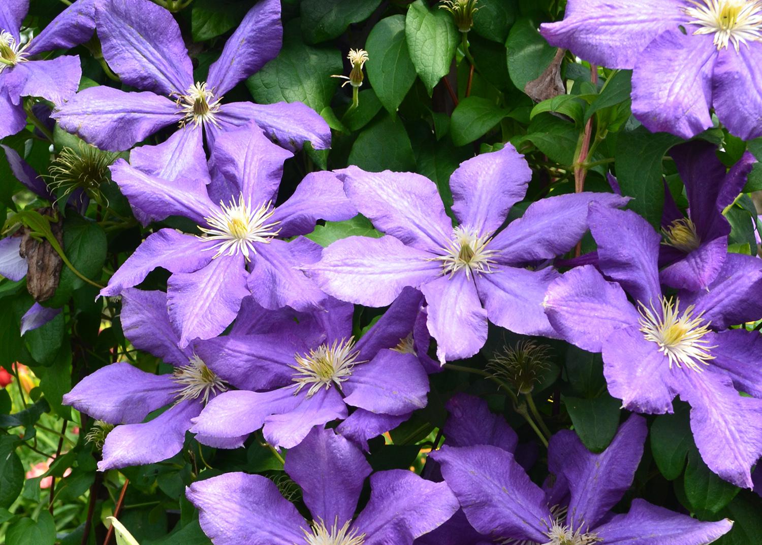 Promos Feullisia Magasin -Promos Feullisia Magasin sg20240610 burbank